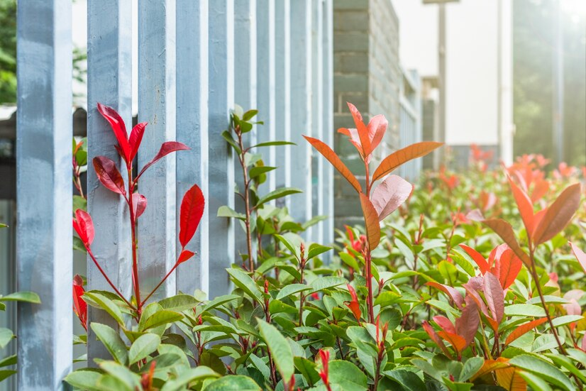 Best Native Plants for Eco-Friendly Landscaping in New York